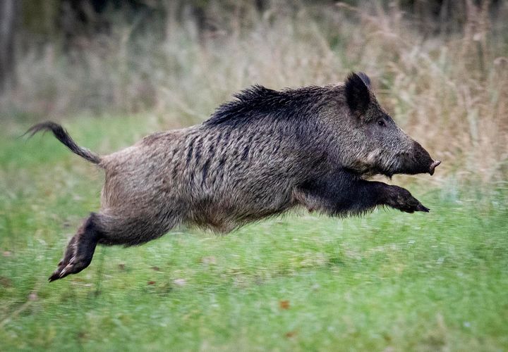 Micovsky: State to Deploy Troops to Hunt Boars if Hunters Don't Step Up