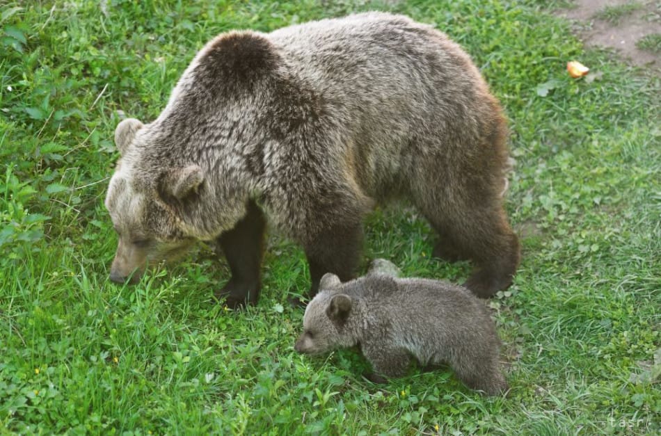 State of Emergency to Be Declared due to Presence of Brown Bears
