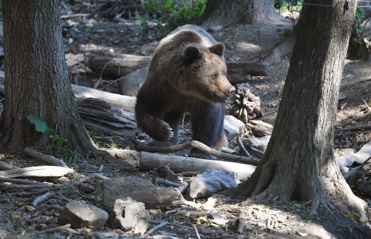 Five New Brown Bear Intervention Teams to Be Set Up in National Parks