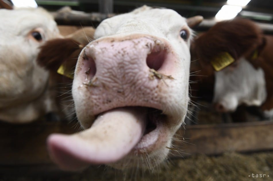 Czech Republic to Lift Ban on Animal Imports from Slovakia as of Sunday