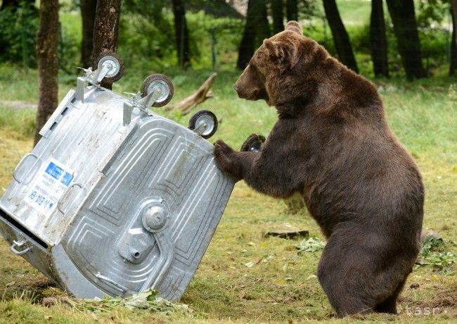 Bears Attempt to Break into Houses in High Tatras