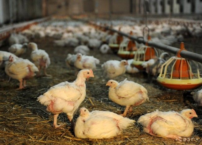 UHS: Less Than Ten Percent of Domestic Poultry in Slovak Restaurants