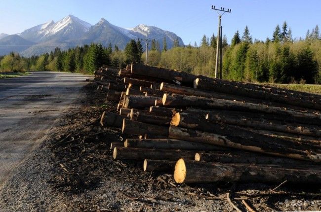 Report: Wood Reserves in Slovakia Rising Due to High Age of Forests