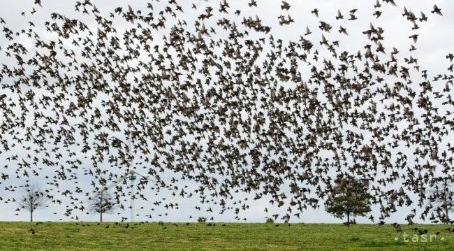 Winegrowers Ask Environment Ministry to Lift Ban on Shooting Starlings