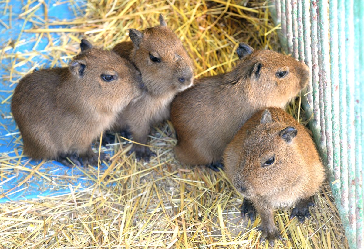 Capybara Quadruplets Born in ZOO Kosice