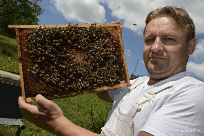 Slovak Bee-keepers Unable to Cover Honey Demand, It Must Be Imported