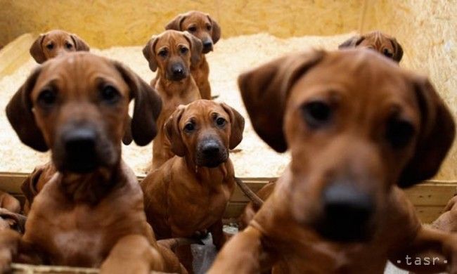 Ministry: Law against Puppy Farms to Affect Honest Breeders