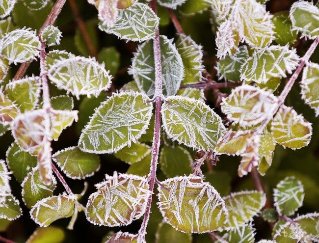 April Frost Damaged Third of Expected Fruit Crops in Slovakia