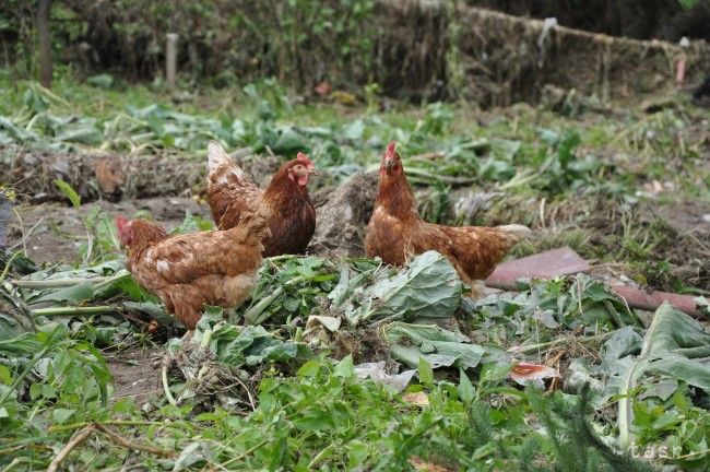 UHS: Consumption of Domestic Poultry Not Rising Despite Scandals