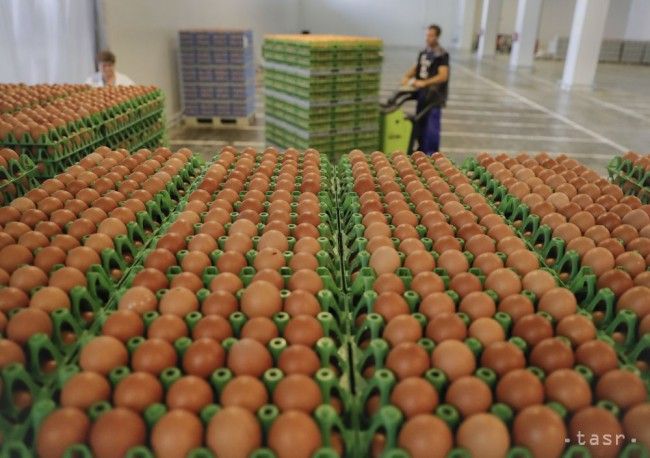 Court Issues Injunction against Activists Slamming Coop Jednota over Cage Eggs