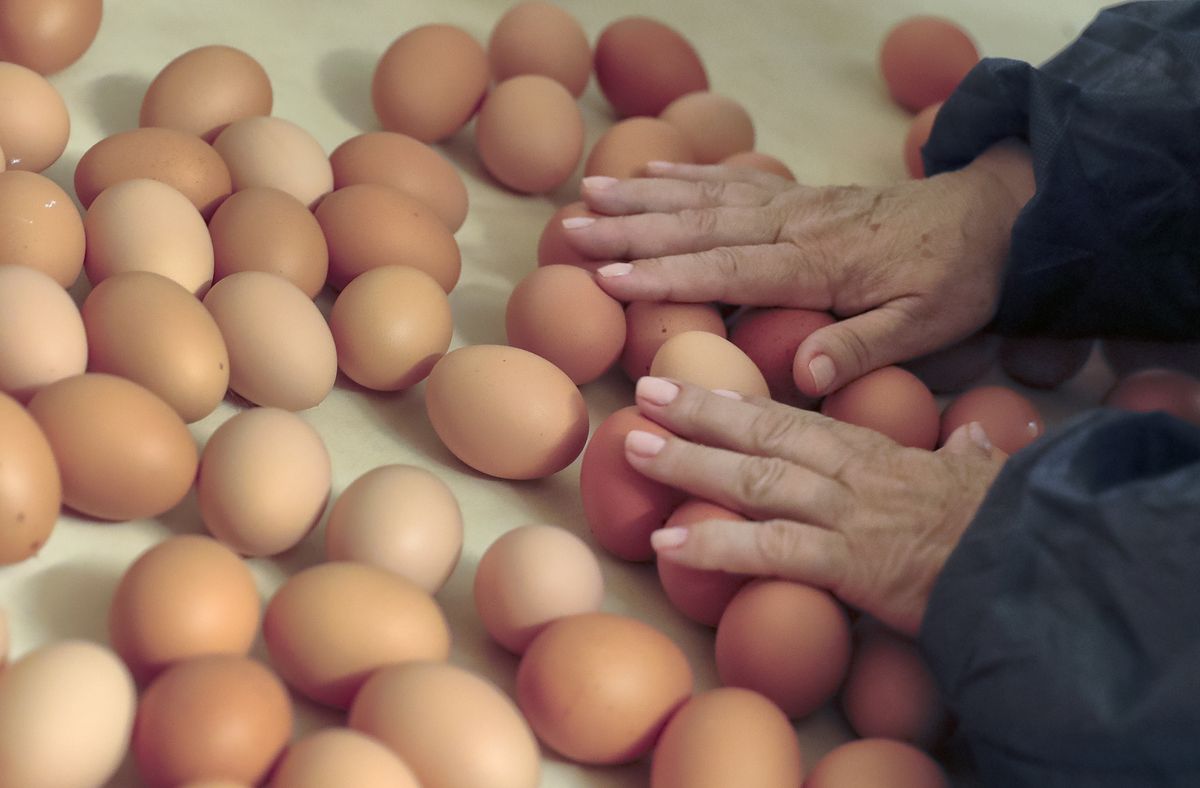 UniCredit Bank: Egg Crisis Hits Europe, Prices to Continue Surging