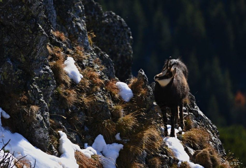 Tatra National Park Protects Nature of Our High Mountains for 70 Years