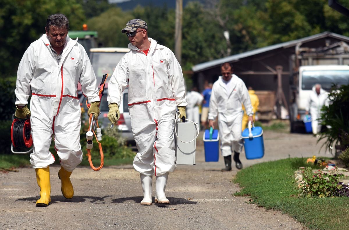 African Swine Fever Spreading in Eastern Slovakia, Dozen Cases Reported