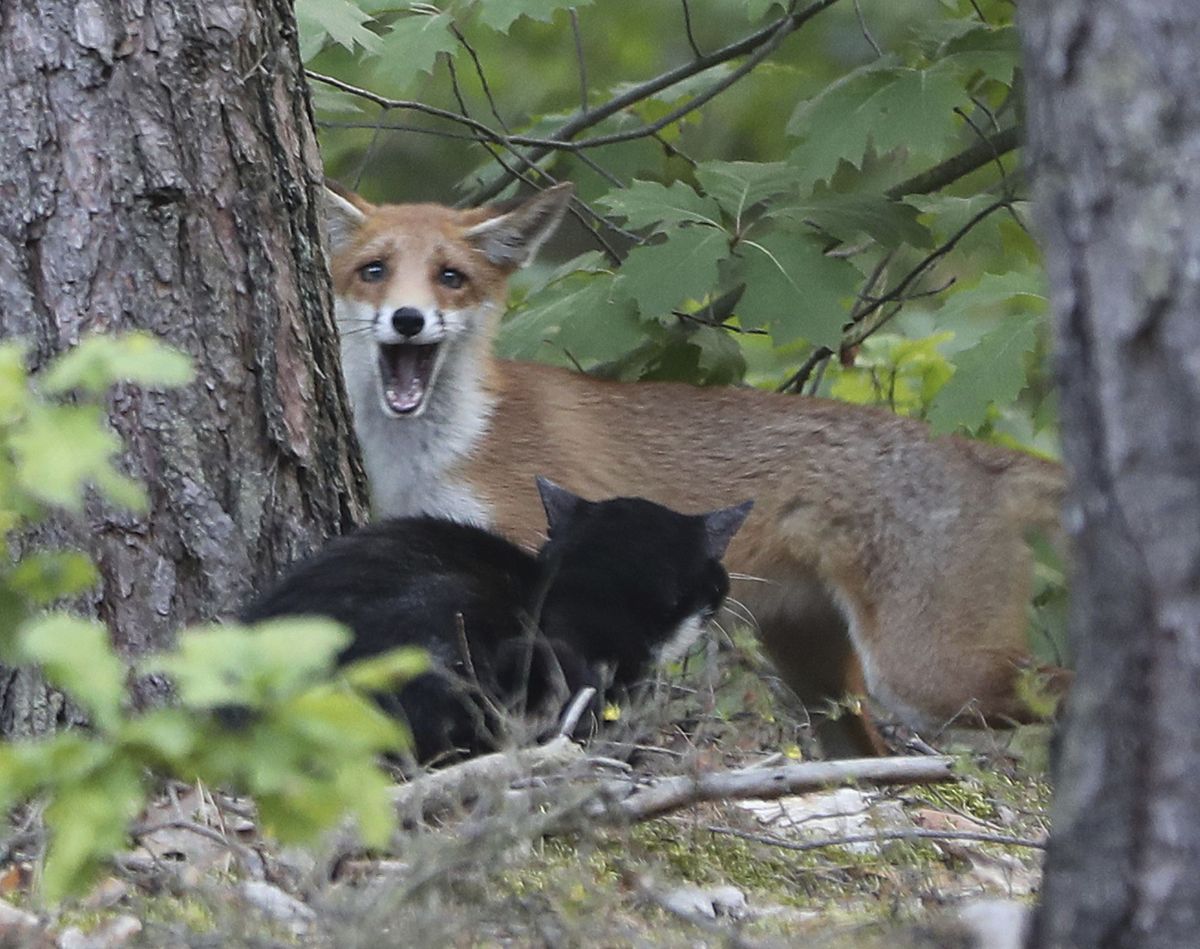 Oral Bait Vaccines against Rabies for Foxes to Be Dropped from Aircraft