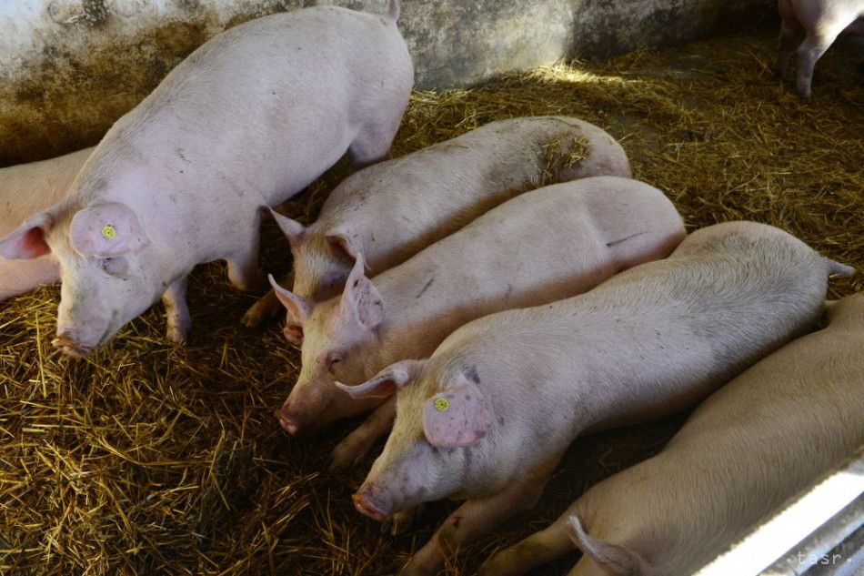 First Domestic Breeding African Swine Fever Case in 11 Months Reported