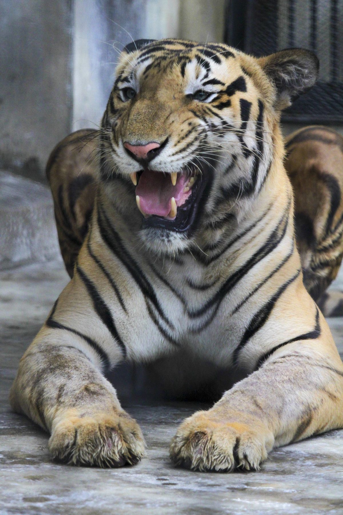 Man Faces up to 5 Years in Prison for Illegally Catching and Importing a Tiger