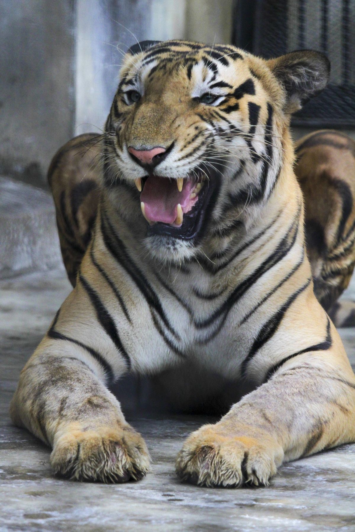 Tiger on Loose at Slovak-Ukrainian Border