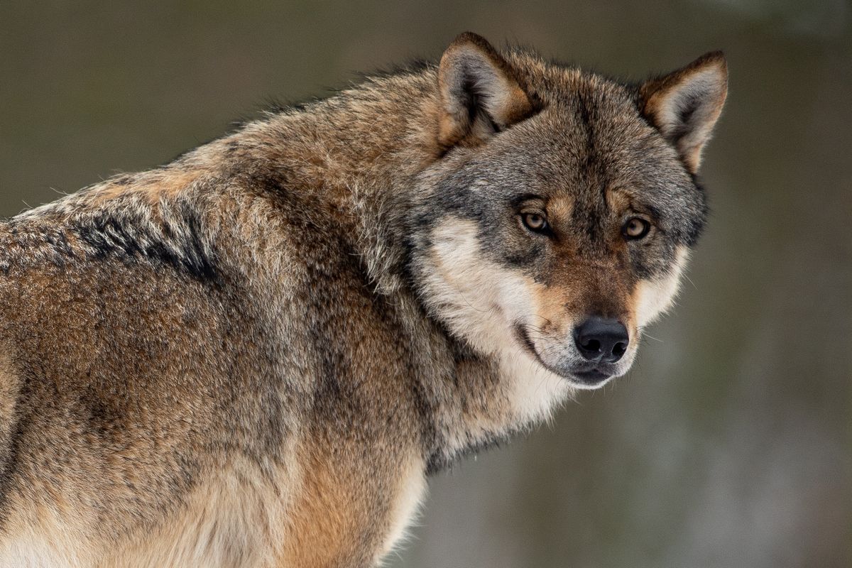 Grey Wolf Becomes Protected Animal in Slovakia