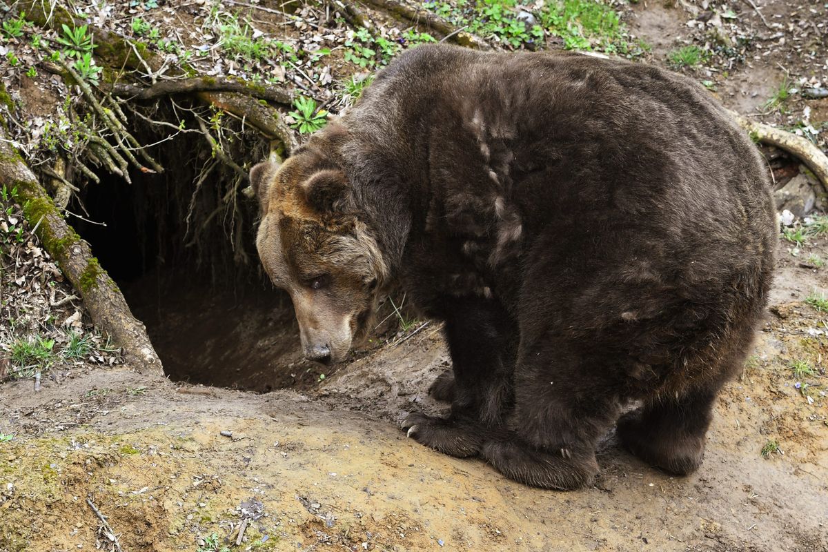 Bansko Likely Sees First Killing of Human Being by Bear on Record in Slovakia