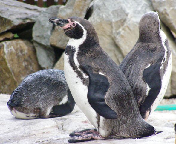 Kosice Zoo Largest Zoological Garden in Europe in Terms of Area