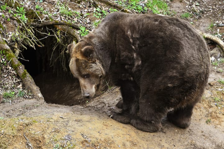 Liptovsky Mikulas Declares State of Emergency in Connection with Bears