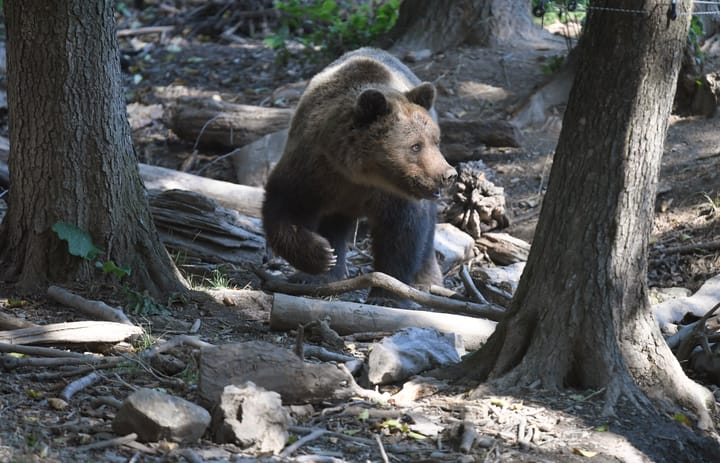 Five New Brown Bear Intervention Teams to Be Set Up in National Parks