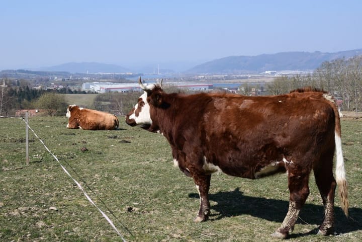 Emergency Measures for Foot-and-mouth Disease Enter into force