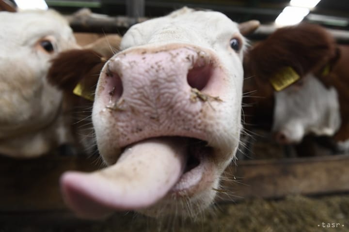 Czech Republic to Lift Ban on Animal Imports from Slovakia as of Sunday