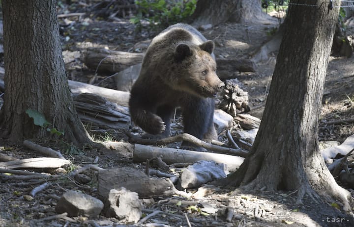 Bear Injures Man in Central Slovak Village, Authorities Issue Warning