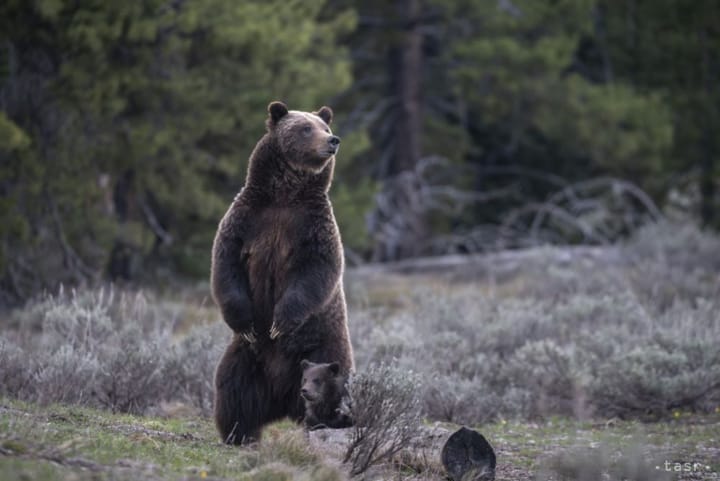 Bear Attacks Cyclist Near Martin, Leaving him Injured