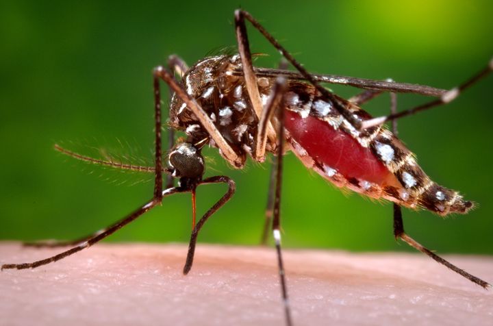 First Slovak Suspected of Having Zika Virus in Presov Hospital