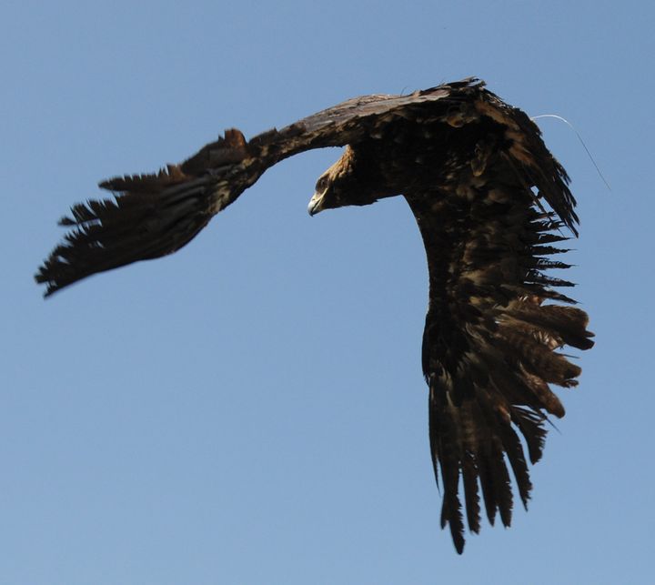 Activists Build Nests Made of Willow Twigs for Raptors