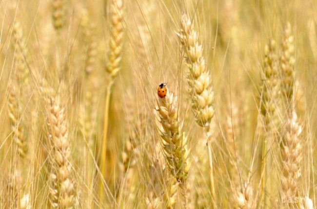 Matecna: This Year's Harvest Rich; Prices to Go Down
