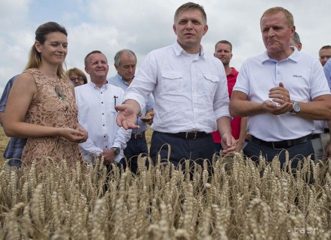 Fico: This Year's Harvest Above Average