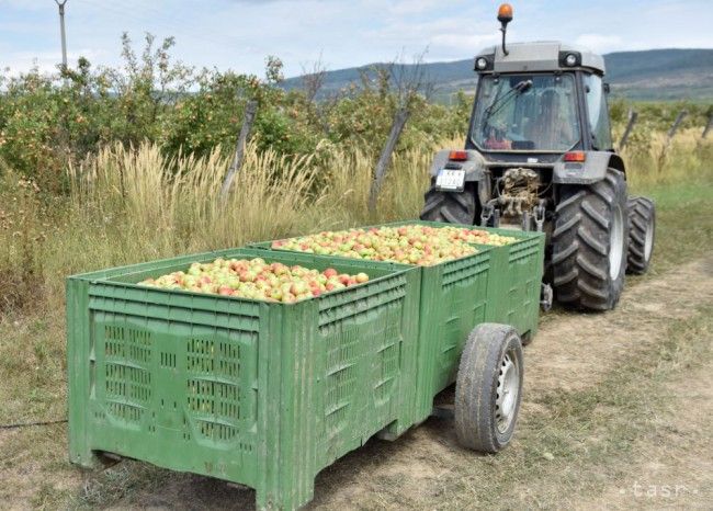 Fruit Growers: We Need State Help Before It's Too Late