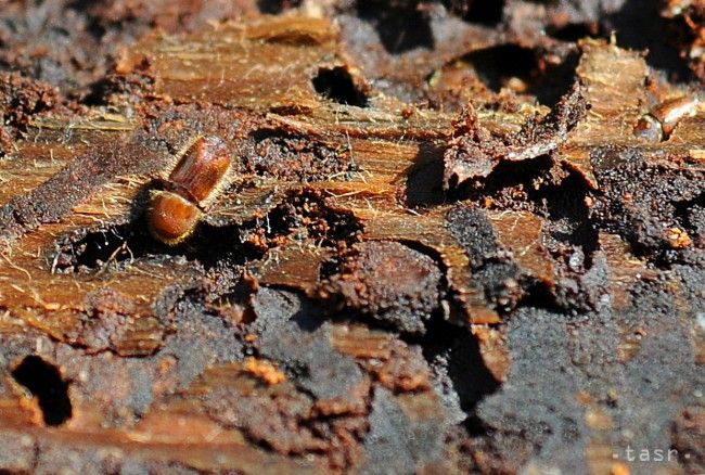 Matecna: Bark Beetles Decimating High Tatra Forests