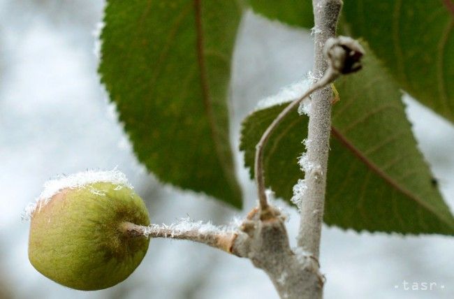 State to Give €3.5 million to Fruit Growers Affected by Late April Frosts