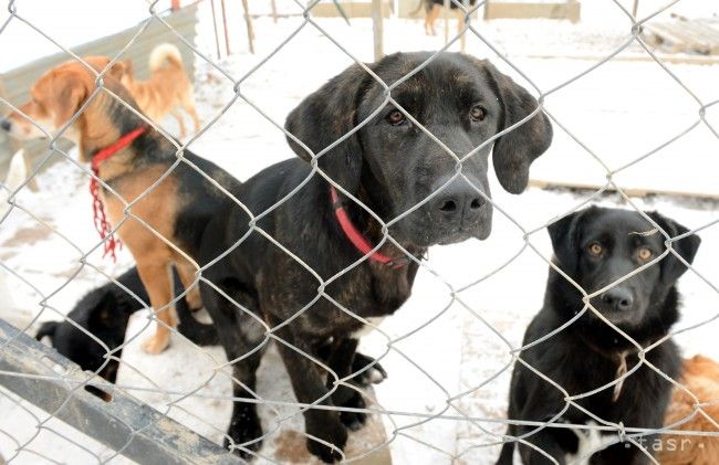 Nobody Jailed for Animal Abuse; Animal Ombudsman Dissatisfied