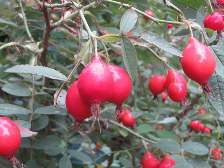 Agriculture Ministry to Support Growing of Elderberries and Apple Roses