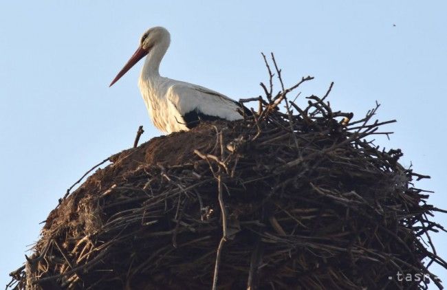 First Storks Arrive to Zemplinske Hradiste from Africa