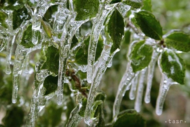 Fruit Growers Breathe Sigh of Relief past Frosty Night