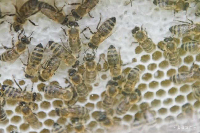 Number of Beekeepers in Slovakia Now Highest in Two Decates