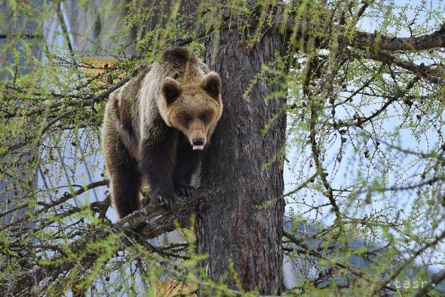 Several Errors Detected in Case of Shot Bear Ingrid