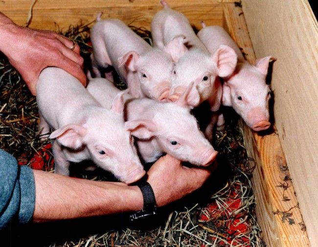 African Swine Fever Virus Finds Its Way into Slovakia for First Time