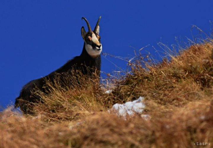 TANAP: Icy Ground Has Claimed Lives of 11 Chamois in Tatras