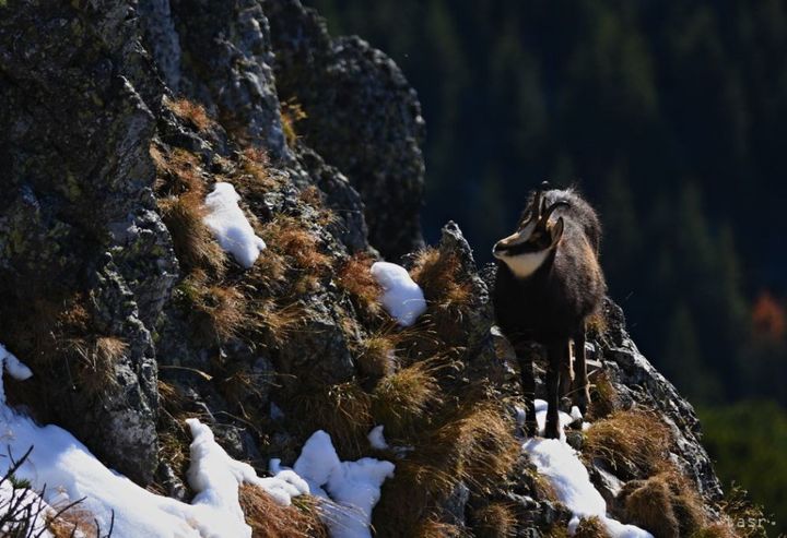 Tatra National Park Protects Nature of Our High Mountains for 70 Years