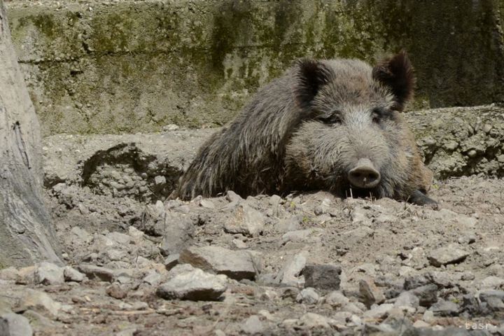 First Case of ASFV Diagnosed in Wild Boar in Slovakia