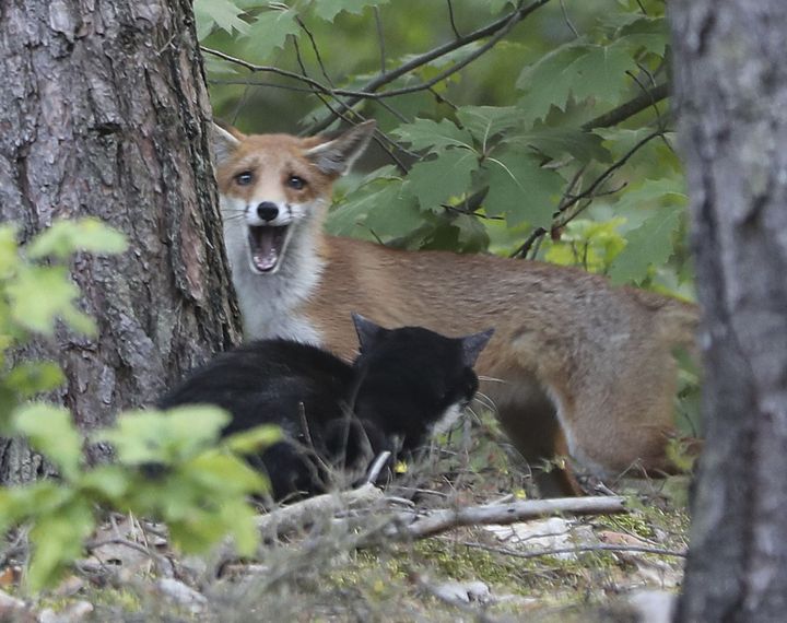 Oral Bait Vaccines against Rabies for Foxes to Be Dropped from Aircraft