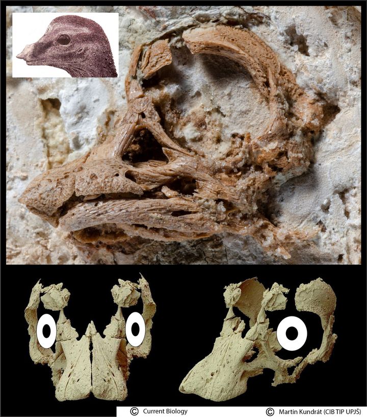 Analysis of Dinosaur Embryo by Kosice Scientist Leads to New Findings