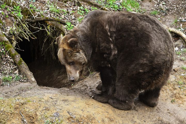 Budaj Wants to Talk to Kollar about Bears, Parliamentary Chair Welcomes It